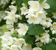 jasmine scent